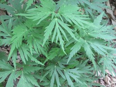Spuriopimpinella brachycarpa