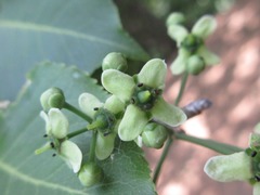 Euonymus hamiltonianus