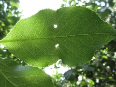 Euonymus hamiltonianus