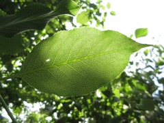 Euonymus hamiltonianus