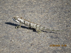 Bradypodion ventrale
