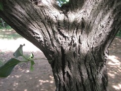 Euonymus hamiltonianus