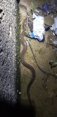 Monopterus albus