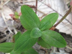 Hypericum erectum