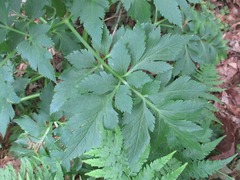 Angelica dahurica