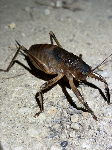 Nesoecia nigrispina