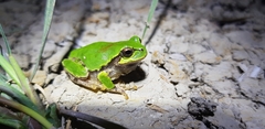 Hyla japonica