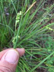Carex planostachys