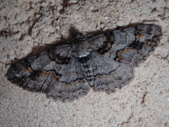 Cleora cinctaria