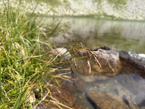 Carex frigida, photograph 1