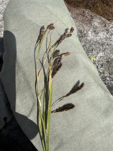 Carex frigida, photograph 2