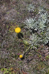 Helichrysum aureum