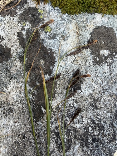 Carex frigida, photograph 3