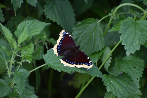 Mourning Cloak