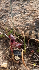 Bilamellaria