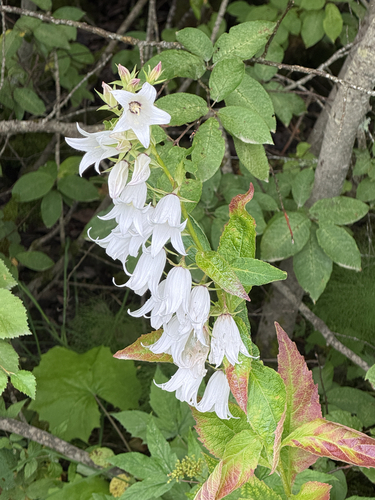 Giant Bellflower