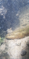 Monopterus albus