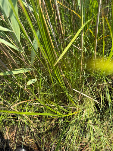 Bolboschoenus robustus observed 2026-08-10