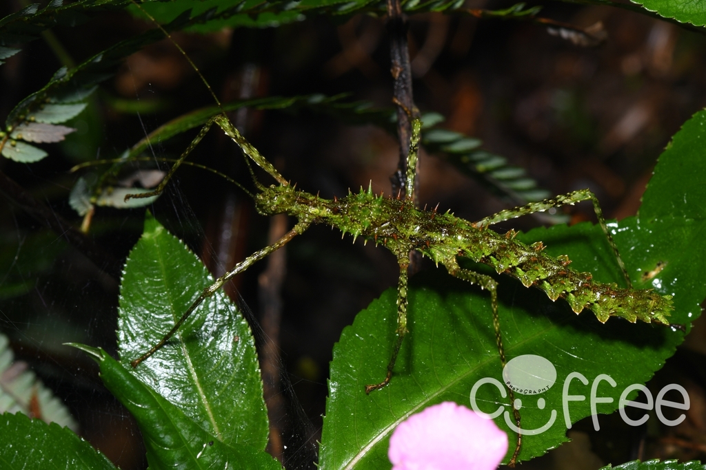 Andropromachus guangxiense