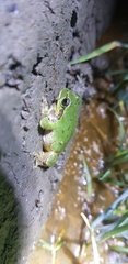 Hyla japonica