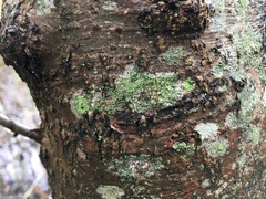 Buellia griseovirens