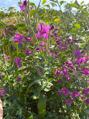 Dwarf Fireweed