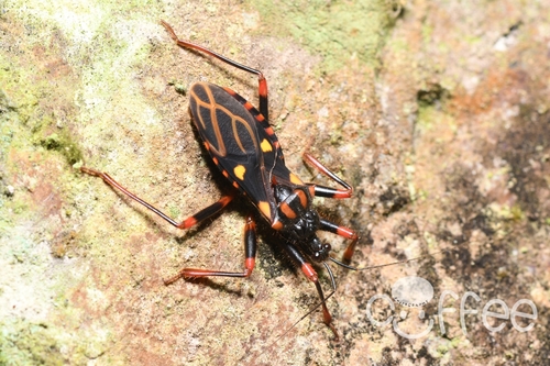 Acanthaspis geniculata