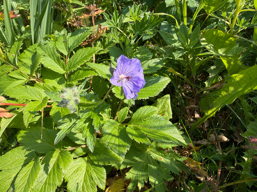 woolly cranesbill