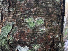 Buellia griseovirens