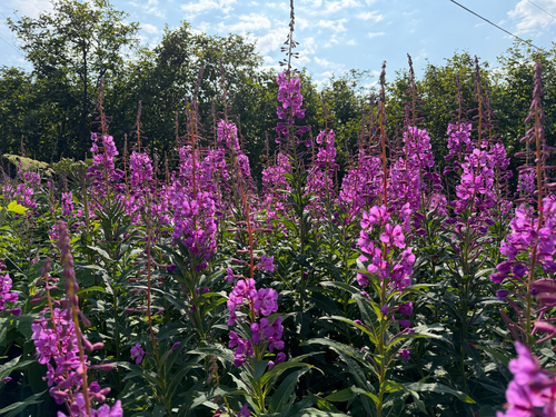 fireweed