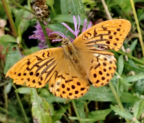 Silver-washed Fritillary