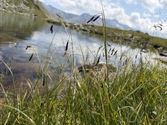 Carex frigida