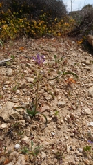 Muscari cycladicum