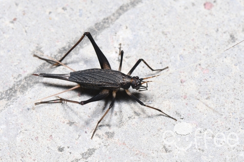 Asian Bell Cricket