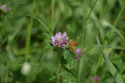 Essex Skipper