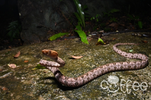 Brown spotted pitviper