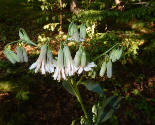 white rattlesnake root