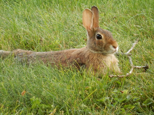 Eastern Cottontail