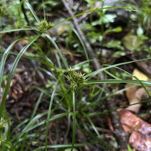 Cyperus cyperinus observed 2026-08-10
