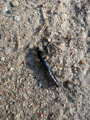 Worm and Slug Hunters