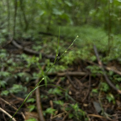 Scleria lithosperma observed 2026-08-10