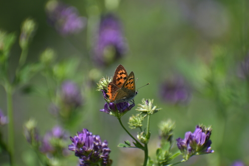 Small Copper