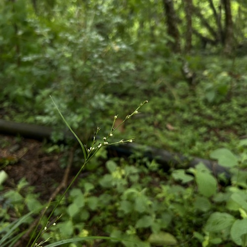 Scleria lithosperma observed 2026-08-10