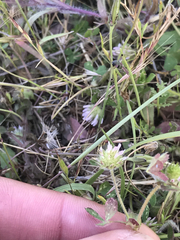 Trifolium microcephalum