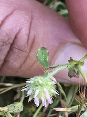 Trifolium microcephalum