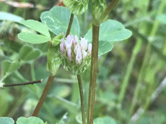 Trifolium microdon