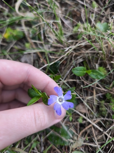 lesser periwinkle