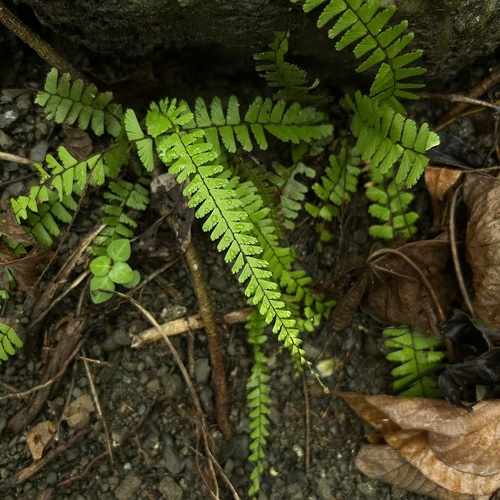 Adiantum caudatum observed 2026-08-10