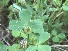 Trifolium microdon