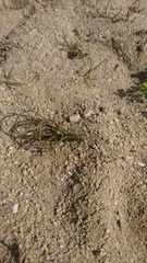 Parapholis marginata